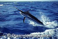 Black Marlin (Makaira indica) breaching on surface after taking a bait. Also known as Billfish. Great Barrier Reef, Queensland, Australia