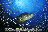 Giant Grouper (Epinephelus lanceolatus) amongst baitfish. Also known as Queensland Grouper. Great Barrier Reef, Queensland, Australia