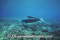 Dugong (Dugong dugon) - mother and calf. Also known as Sea Cow. Indo-Pacific. Classified Vulnerable on the IUCN Red List. Now a Protected species.