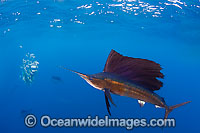 Atlantic Sailfish (Istiophorus albicans) feeding on schooling Sardines. Also known as Billfish. Found in the Atlantic Oceans and the Caribbean Sea.