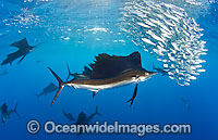 Atlantic Sailfish (Istiophorus albicans) feeding on schooling Sardines at Sardine Run, South Africa. Also known as Billfish. Found in the Atlantic Oceans and the Caribbean Sea.