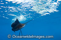 Atlantic Sailfish (Istiophorus albicans) feeding on schooling Sardines at Sardine Run, South Africa. Also known as Billfish. Found in the Atlantic Oceans and the Caribbean Sea.