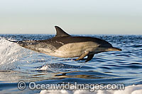 Short-beaked Common Dolphin (Delphinus delphis). Found in warm-temperate and tropical seas throughout the world. Photo taken at Cape Town, South Africa