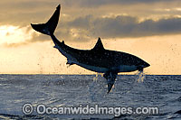 Great White Shark (Carcharodon carcharias) breaching whilst predating on the surface. Seal Island, False Bay, South Africa. Protected species.