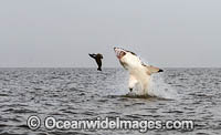 Great White Shark (Carcharodon carcharias). Predation breach on a Cape Fur Seal. Seal Island, False Bay, South Africa. Sequence 2.