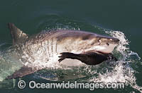 Great White Shark (Carcharodon carcharias). Predation on a Cape Fur Seal. Seal Island, False Bay, South Africa. Sequence 3.