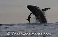 Great White Shark (Carcharodon carcharias). Predation breach on a Cape Fur Seal. Seal Island, False Bay, South Africa.