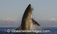 Great White Shark (Carcharodon carcharias), breaching on a seal decoy. Seal Island, False Bay, South Africa.