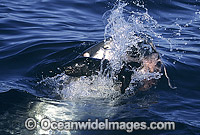 Great White Shark (Carcharodon carcharias) attacking Cape Fur Seal (Arctocephalus pusillus pusillus). False Bay, South Africa. Protected species.