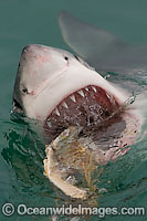 Great White Shark (Carcharodon carcharias) on the surface with jaws open. Seal Island, False Bay, South Africa. Protected species.