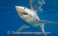 Shortfin Mako Shark (Isurus oxyrinchus) with a fishing hook and line trailing from the mouth. Also known as Mako Shark, Blue Pointer, Mackeral Shark and Snapper Shark. Found in both tropical and temperate seas of the world. Photo Cape Point, South Africa