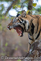 Bengal Tiger (Panthera tigris tigris). Also known as Royal Bengal Tiger. Found in India, Bangladesh, Nepal and Bhutan. Listed on the IUCN Red List as a Threatened Species.