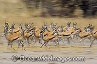 Thomson's Gazelle (Eudorcas thomsonii). Found in Africa on grassland and savanna habitats.