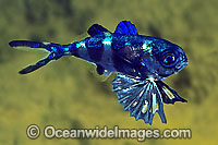 Man-of-war Fish (Nomeus gronovii). Also known as Bluebottle Fish, Shephard Fish and Drift Fish. Widespread Tropical and Temperate seas.