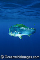 Dolphinfish (Coryphaena hippurus). Also known as Mahi mahi and Dorado. Found throughout the world in tropical and sub-tropical seas. A commercially sought after fish.