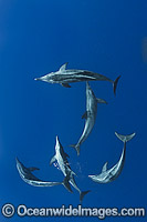 Rough-toothed Dolphin (Steno bredanensis). Found in warm and tropical waters around the world. Photo taken at Utila, Bay Islands, Honduras, Caribbean Sea, Central America.