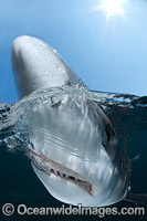 Blue Shark (Prionace glauca). Also known as Blue Whaler and Great Blue Shark. This oceanic Shark is found in tropical and temperate seas worldwide. Photo taken Rhode Island, New England, USA, North Atlantic Ocean.