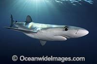 Blue Shark (Prionace glauca). Cabo San Lucas, Baja, Mexico, Eastern Pacific.