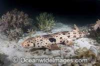 Triton Bay Epaulette Shark (Hemiscyllium henryi). Aka Henrys Epaulette Shark. A Bamboo Shark endemic to Triton Bay in West Papua, Indonesia.