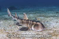 Japanese Bullhead Shark (Heterodontus japonicus). Aka Japanese Horn Shark. Heterodontidae. Hatsushima Island, Izu Peninsula, Sea of Japan.