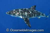 Wounded Great White Shark (Carcharodon carcharias) underwater. Probably the victim of another Great White Shark. Photo taken Guadalupe Island, Mexico, Eastern Pacific Ocean. Listed as Vulnerable Species on the IUCN Red List.