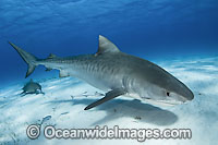 Tiger Shark (Galeocerdo cuvier). Found in tropical seas, with seasonal sightings in warm temperate areas. Photo taken Tiger Beach, Freeport, Bahamas, Atlantic Ocean.