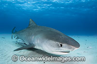 Tiger Shark (Galeocerdo cuvier). Found in tropical seas, with seasonal sightings in warm temperate areas. Photo taken Tiger Beach, Freeport, Bahamas, Atlantic Ocean.