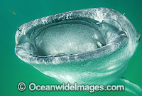 Whale Shark (Rhincodon typus) feeding in plankton rich water off Holbox Island, Mexico. Found throughout the world in all tropical and warm-temperate seas. Classified Vulnerable on the IUCN Red List.