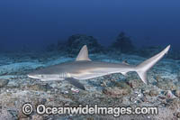 Juvenile Galapagos Shark (Carcharhinus galapagensis). Socorro Island, Revillagigedo Archipelago, Mexico, Eastern Pacific.