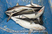 Dead Pacific Sharpnose Sharks (Rhizoprionodon longurio) on the deck of a longlining shark fishing panga. Sea of Cortez, Mulege, Baja, Mexico.