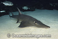 White-spotted Guitarfish (Rhynchobatus djiddensis). Also known as Giant Guitarfish, Sandshark, Whitespot Ray, Whitespot Shovelnose Ray, Sharkfin Ray and Shovelnose Shark. Found on Continental Shelf and tropical and warm temperate waters of Australia.