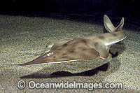 Shovelnose Ray (Rhinobatos productus). Also known as Shovelnose Guitarfish. San Diego, California, eastern Pacific Ocean.