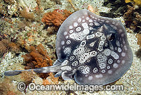 Spotted Stingaree (Urolophus gigas). Also known as Sinclairs Stingaree. Albany, Western Australia