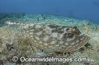 Yellow Spotted Stingray (Urobatis jamaicensis). Aka Yellow Round Ray. Triangle Rocks, South Bimini Island, Bahamas.