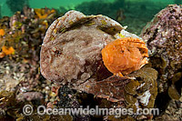 Warty Prowfish (Aetapcus maculatus), pair resting beneath Port Hughes Jetty or Pier, South Australia. This fish species, a member of the Scorpionfish family, and sheds its skin in a manner very similiar to reptiles.