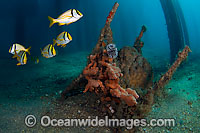 Discarded man made object beneath a Palm Beach County jetty, now encrusted in sea sponge, algae and a sea urchin. Florida, USA