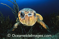 Loggerhead Sea Turtle (Caretta caretta). Palm Beach, Florida, USA. Found in tropical and warm temperate seas worldwide. Endangered species listed on IUCN Red list.