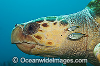 Loggerhead Sea Turtle (Caretta caretta). Photo was taken off Palm Beach, Florida, USA. Found in tropical and warm temperate seas worldwide. Endangered species listed on IUCN Red list.