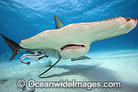 Great Hammerhead Shark (Sphyrna mokarran). Found throughout the world in tropical and warm temperate waters. Feeds on crustaceans, cephalopods, bony fishes, rays and smaller sharks. Photo taken at South Bimini, Bahamas, North Atlantic Ocean. Endangered.