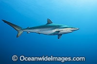 Silky Shark (Carcharhinus falciformis). Circumtropical species, possibly occasionally venturing into warm temperate seas. Photo taken offshore Jupiter, Florida, USA.