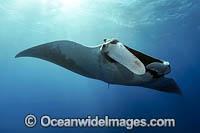 Giant Oceanic Manta Ray (Manta birostris). Also known as Devil Ray and Devilfish. Found in tropical and warm temperate seas. Photo taken at Revillagigedo Archipelago, off Cabo San Lucas, Mexico.