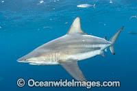 Blacktip Shark (Carcharhinus limbatus). Also known as Black Whaler. Found in coastal tropical and sub-tropical waters around the world, including brackish habitats. Photo taken off Jupiter, Florida, USA.