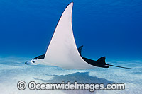 Reef Manta Ray (Manta alfredi). Also known as Devilfish and Devilray. Found throughout the Indo-Pacific in tropical and subtropical waters, but also recorded in the tropical east Atlantic. Photo taken at Cocos (Keeling) Islands, Australia.