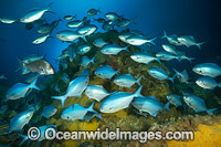 Blue Maomao (Scorpis violacea) and a single Snapper (Chrysophrys auratus). Poor Knights Islands Marine Reserve, situated off the east coast of North Island, New Zealand, Pacific Ocean.