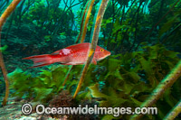 Red Pigfish (Bodianus unimaculatus). Poor Knights Islands Marine Reserve, situated off the east coast of North Island, New Zealand, Pacific Ocean.