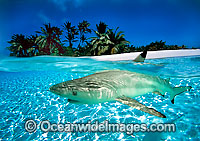 Black-tipped Reef Shark (Carcharhinus melanopterus). Cocos (Keeling) Islands, situated in the Indian Ocean, Australia