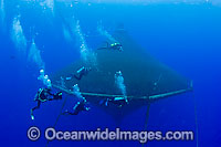 Divers observe one of the enclosures holding Almaco Jack (Seriola rivoliana), at a fish farm off The Big Island, Hawaii, USA