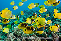 Schooling Milletseed Butterflyfish (Chaetodon miliaris) and Raccoon Butterflyfish (Chaetodon lunula). Milletseed Butterflyfish are endemic to waters of Hawaii.