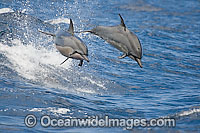 Spinner Dolphin (Stenella longirostris) breaching. Also known as Long-snouted Spinner Dolphin. Found in tropical waters around the world. Photo taken Hawaii, USA