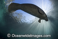 Florida Manatee (Trichechus manatus latirostris). Also known as Sea Cow.Three Sister Spring, Crystal River Florida, USA. Classified Endangered Species on the IUCN Red list. The Florida Manatee is a subspecies of the West Indian Manatee.